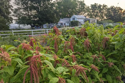 5 African Superfoods You Need to Try Today