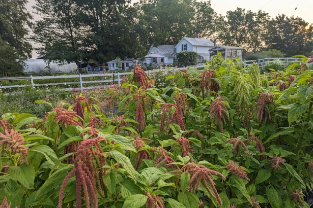 5 African Superfoods You Need to Try Today